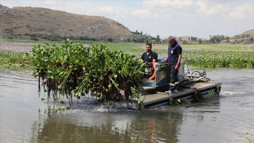 Hatay'da Gölbaşı Gölü'nü kaplayan su sümbülleri temizleniyor