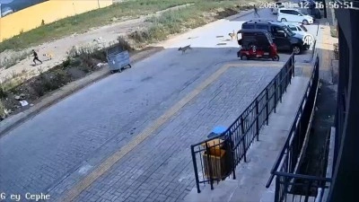Hatay'da sahipsiz k&ouml;peklerin &ccedil;ocuğu kovalaması g&uuml;venlik kamerasında