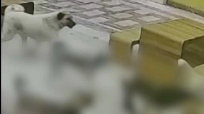 Hatay'da sahipsiz k&ouml;peklerin kediye saldırdığı anlar g&uuml;venlik kamerasında