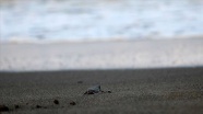 Hatay&#039;da yeşil kaplumbağalar denizle buluştu