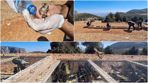 Hatay'da yurt dışına kaçırılmak istenirken ele geçirilen 1431 saka kuşu doğaya salındı