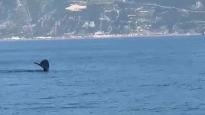 Hatay'ın Samandağ il&ccedil;esi a&ccedil;ıklarında balina g&ouml;r&uuml;ld&uuml;