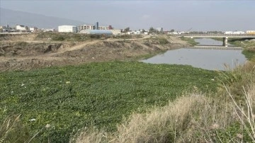 Hatay'da Asi Nehri'ni yeniden su sümbülleri kapladı