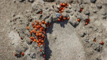 Hatay'da deniz kaplumbağalarının yumurtlama alanında uğur böceği yoğunluğu