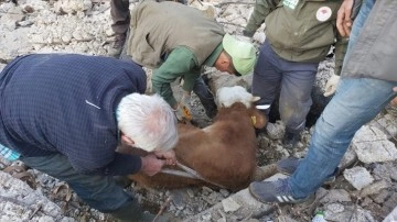 Hatay'da depremde kısmen çöken ahırdaki büyükbaş hayvan 15 gün sonra kurtarıldı