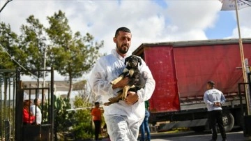 Hatay'da depremde yaralanan 12 köpek Antalya'da tedavi ediliyor