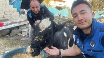 Hatay'da enkazda kalan inek 17 gün sonra kurtarıldı