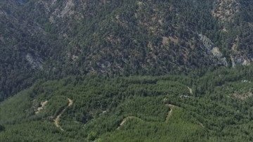 Hatay'da ormanlık alanlara girişler 1 Mayıs'tan itibaren yasaklandı