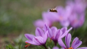 Havadaki kirleticiler tozlaştırıcı hayvanların çiçeklere ulaşmasını engelliyor