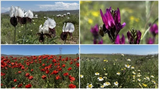 Havaların ısındığı Iğdır'da yaylalar çiçeklerle renklendi