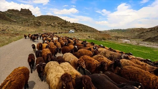 Havaların ısınmasıyla Iğdır'dan yaylalara, göçerlerin 'kontrollü' çıkışı başladı