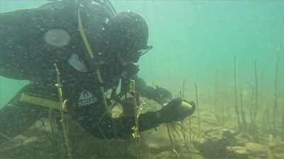 Hayalet ağlarda can &ccedil;ekişen balıklar, jandarma eliyle hayata tutunuyor