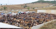 Hayvan pazarı, şap hastalığı nedeniyle kapatıldı