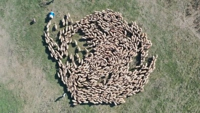 Hayvan varlığı 400 bini aşan TİGEM'den damızlık desteği