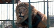 Hayvanat bahçesine 50 kuruş zam yapılınca ziyaretçi azaldı