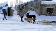 Hayvanları için dondurucu soğukta karlı dağlardan ot taşıyorlar