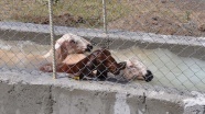 Hayvanlarını &#039;koyun banyosu&#039; ile kenelerden arındırıyorlar