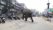 Hindistan'da fil 14 kişiyi öldürdü