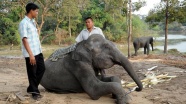 Hindistan'da sele kapılan fil Bangladeş'te kurtarıldı