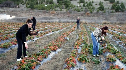 Hobi ama&ccedil;lı başladığı &ccedil;ilek &uuml;retiminde talebe yetişmekte zorlanıyor