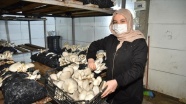 Hobi olarak mantar üretimine başlayan kadın girişimci talebe yetişemiyor