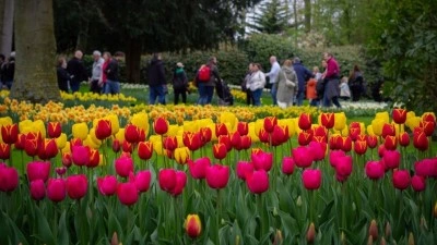 Hollanda&rsquo;da lale zamanı başlarken, Keukenhof kapılarını 77&rsquo;nci kez ziyaret&ccedil;ilere a&ccedil;tı