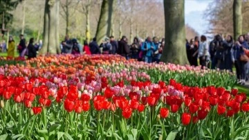 Hollanda'da dünyanın en büyük lale bahçelerinden Keukenhof, kapılarını ziyaretçilere açtı