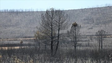 Hollandalı firma İspanya'daki orman yangınından sorumlu olduğunu açıkladı