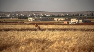İdlib'de saldırı ve göç buğday hasadını olumsuz etkiledi