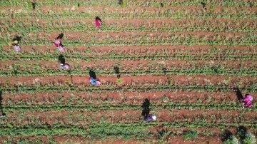 İdlib'de pembeye bürünen bahçelerdeki gül hasadı yerinden edilenlere iş imkanı sağlıyor