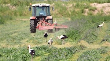 Iğdır'da çiftçilerin hasat yaptığı tarlalarda leylekler de payına düşeni alıyor