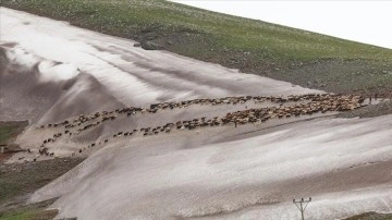 Iğdır'da göçerler karlı arazileri aşıp yaylaya gidiyor