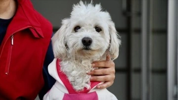 İki aylıkken sahiplenilen köpek "Mila" gençlik merkezinde 7. yaşına girdi