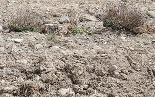 İki muhteris İslamcının toplumda açtığı yaralar!.. -Güven Akıncı, Zürih'ten yazdı-