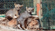İkiz aslan yavruları 'Efe' ve 'Yiğit' ziyaretçilerin gözdesi