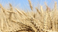 İklim değişikliği buğdayda üretim kaybına yol açtı
