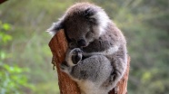 İklim değişikliği koalaları riske atıyor