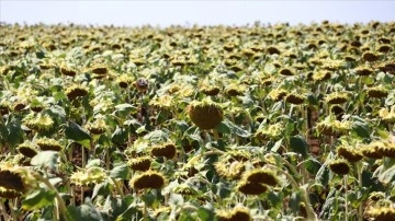 İklim değişikliği Trakya'da en çok ayçiçeğini etkileyecek