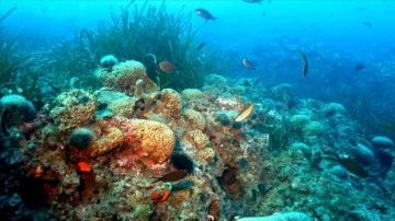 İklim krizi nedeniyle mercanlar yok olma tehlikesi altında