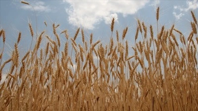 İlkbahar yağışları buğday ve arpa rekoltesinde belirleyici olacak