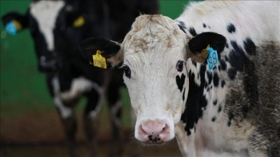 İnekler i&ccedil;in ortopedik yatak &uuml;retildi