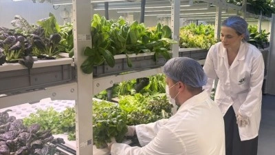 İngiltere'deki eğitiminin ardından İstanbul'a d&ouml;nen gen&ccedil; girişimci topraksız tarımla ihrac
