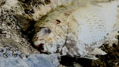 İnsana ve &ccedil;evreye verdiği zararlar nedeniyle balon balığıyla m&uuml;cadele Yunanistan g&uuml;ndeminde