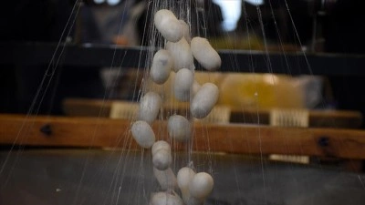 İpekb&ouml;cek&ccedil;iliği sekt&ouml;r&uuml; koza &uuml;retiminde &ccedil;ıtayı y&uuml;kseltti