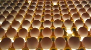 Irak'ın yumurta ithalatı yasağı Suriye ve Kuveyt'e ihracatta rekor getirdi