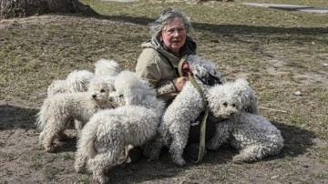 İrpin'den tahliye edilen Ukraynalı kadın 24 köpeği de Kiev'e getirdi