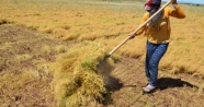 İşçilerin 40 derecede mercimek hasadı