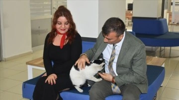 İŞKUR'un maskotu kedi 'Aura'yı çalışanlar sahiplendi