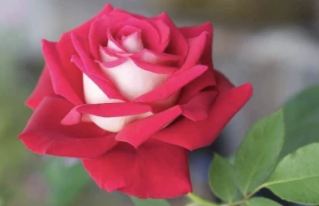 İslam davasının &ouml;nc&uuml;s&uuml; Hazreti Hatice (ra) -Nurten L&ouml;kbaş yazdı-