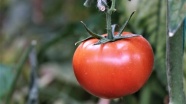 Isparta'nın köyünden Avrupa ve Ortadoğu'ya domates ihracatı